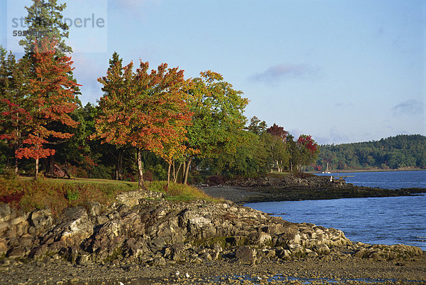 Felsige Küstenlinie und Bäume in Herbstfarben am malerischen Hafen  Bar Harbour  Maine  New England  Vereinigte Staaten von Amerika  Nordamerika