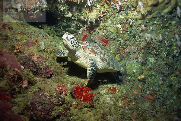 ruhen Fenstersims Landschildkröte Schildkröte Südostasien Echte Karettschildkröte Karettschildkröten Eretmochelys imbricata Asien Borneo Malaysia Riff Sabah