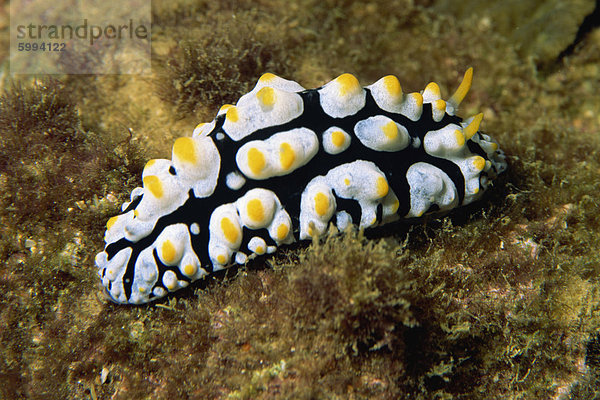 Phylldiana (Phyllidia)  eine Art von Nacktschnecke  Sabah  Malaysia  Borneo  Südostasien  Asien