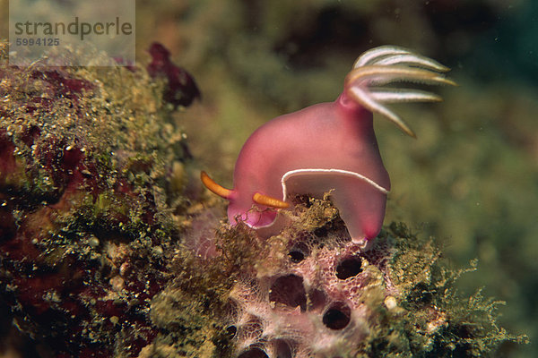 Nacktkiemer (Chromodoris Bullocki) fressen Algen  Sabah  Malaysia  Borneo  Südostasien  Asien