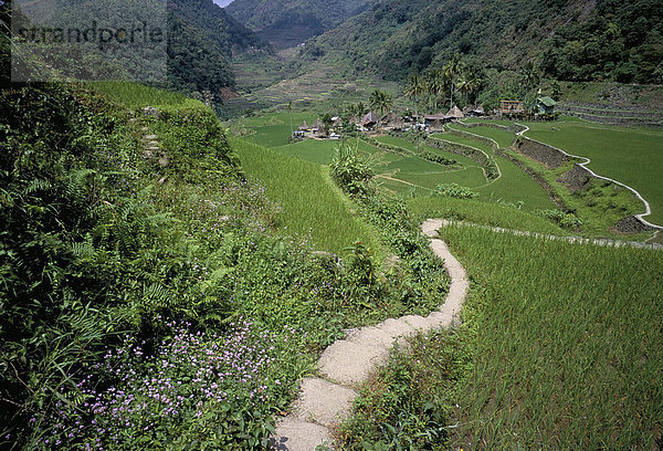 Weg durch die Felder zu Ifugao Dorf von Banga-An  im nördlichen Bereich der Insel Luzon  Philippinen  Südostasien  Asien
