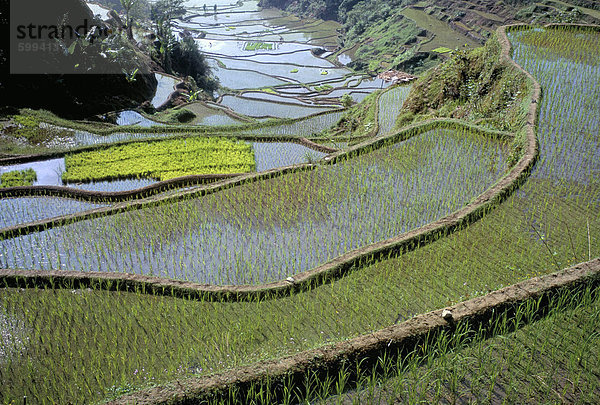 Reis-Terrassen der Ifugao Menschen  UNESCO-Weltkulturerbe  nördlichen Bereich der Insel Luzon  Philippinen  Südostasien  Asien
