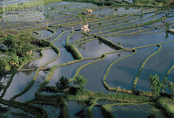 Reis Terrassen  Tenganan Gebiet  Insel Bali  Indonesien  Südostasien  Asien