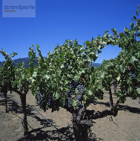 Nahaufnahme der Reben mit schwarzen Trauben an der Robert Mondavi Weinberge  ein führender Hersteller von Napa Valley Wein  Oakville  California  Vereinigte Staaten von Amerika  Nordamerika