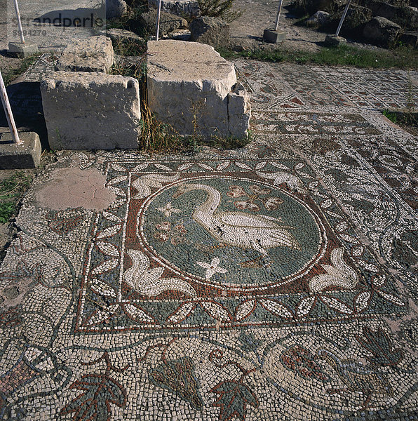 Vogel Mosaik am Boden der römischen Basilika des 5. Vorchristlichen Jahrhunderts in Soli  einem Zyperns zehn antike Stadt reiche  gegründet im 6. Jahrhundert BC  Soli  Nord-Zypern  Europa