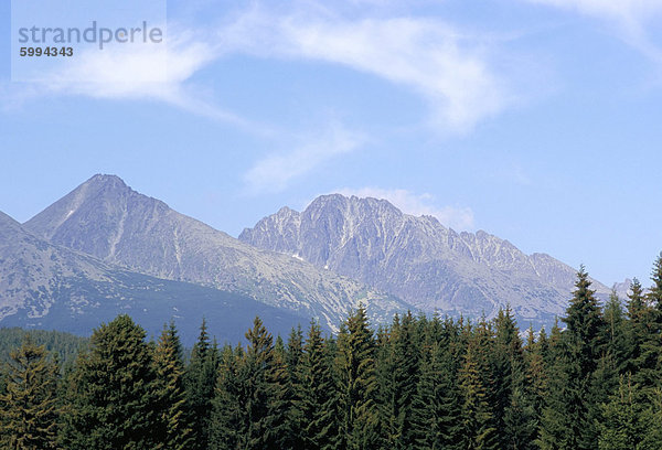 Bergkiefer Latschenkiefer Pinus mugo Europa Slowakei