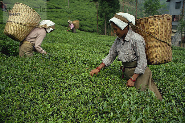 Nepali Tee Kommissionierer  Gielle Teegarten  Darjeeling  Westbengalen  Asien