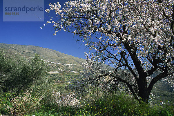 Mandelblüte im Frühling in den Alpujarras  Granada  Andalusien  Spanien  Europa