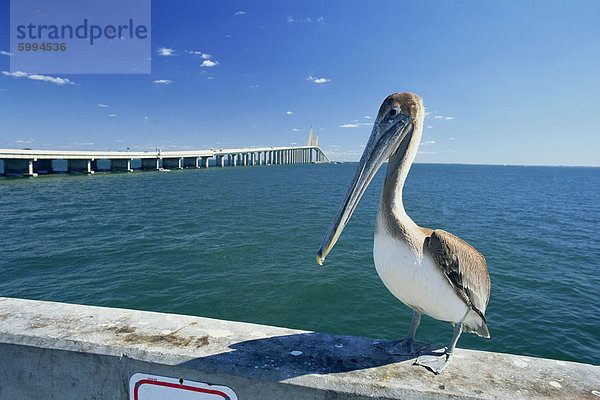 Brauner Pelikan (Pelecanus Occidentalis) vor der Sunshine Skyway Bridge bei Tampa Bay  Florida  Vereinigte Staaten von Amerika  Nordamerika