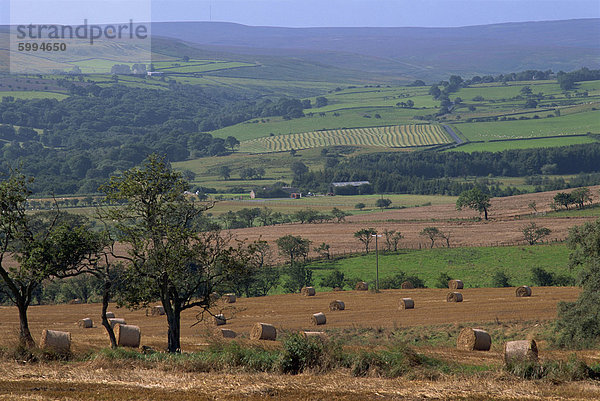 Geernteten Feld- und ländliche Landschaft  Northumberland  England  Vereinigtes Königreich  Europa