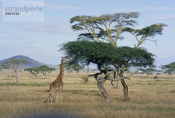 Giraffe  Serengeti Nationalpark  Tansania  Ostafrika  Afrika