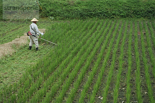 Mann im Feld schneiden Reis im Kiso-Tal  Okute  Japan  Asien