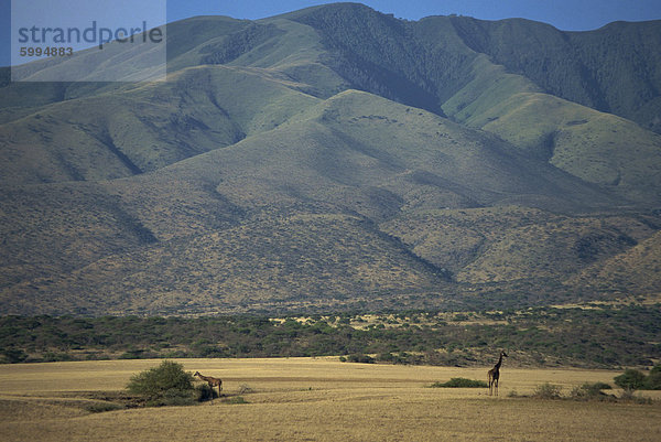 Serengeti Nationalpark  UNESCO World Heritage Site  Tansania  Ostafrika  Afrika