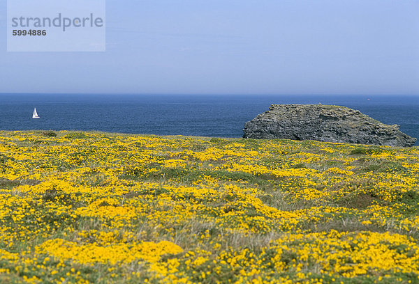 Pointe du Vieux Chateau  Belle Ile de Mer  Breton Inseln  Morbihan  Bretagne  Frankreich  Europa