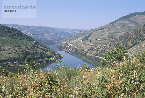 Weinberge in der Nähe von Pinhao  Douro Region  Portugal  Europa