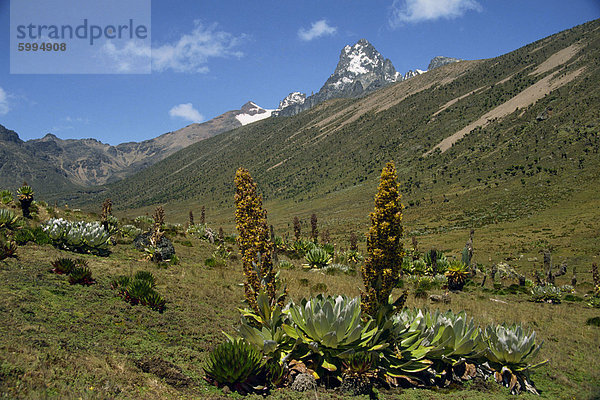 Mount Kenya  mit riesigen Lobelien im Vordergrund  Kenia  Ostafrika  Afrika