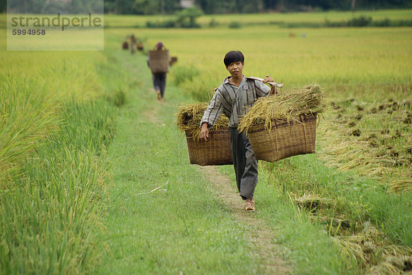 Man Buchwert Korbweide Körbe voller Reis durch Felder in Mai Chau in Vietnam  Indochina  Südostasien  Asien