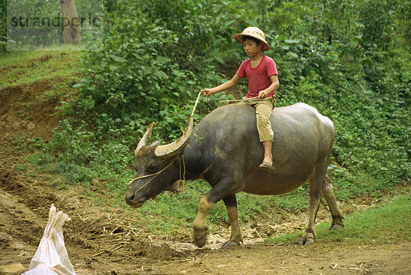 Kleiner Junge Reiten ein Wasserbüffel in Mai Chau  Vietnam  Indochina  Südostasien  Asien