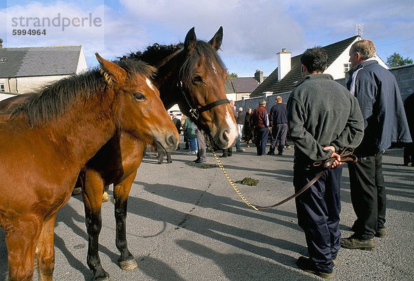 Pferd und Fohlen fair  Stadt Wesport  County Mayo  Connacht  Eire (Irland)  Europa
