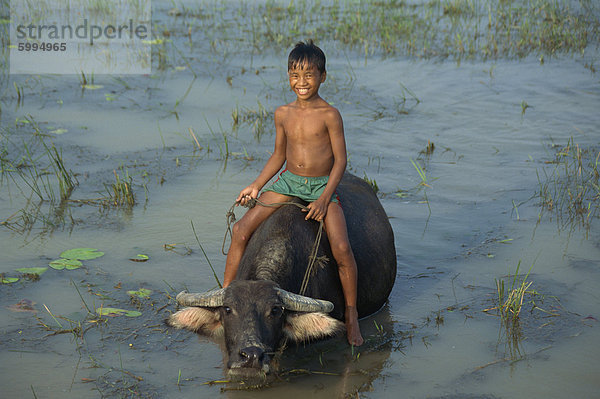 Porträt eines lächelnden jungen Reiten auf ein Wasserbüffel in Wasser in Vietnam  Indochina  Südostasien  Asien