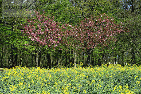 Bäume in Blüte in Ackerland im Seine-Tal  Eure  Basse Normandie  Frankreich  Europa