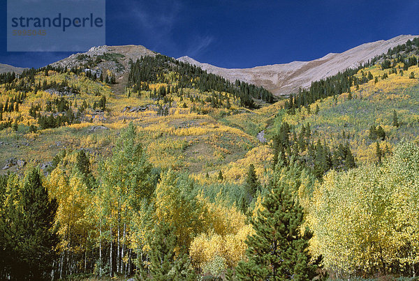 Espe Bäume  Independence Pass  Colorado  Vereinigte Staaten von Amerika (U.S.A.)  Nordamerika