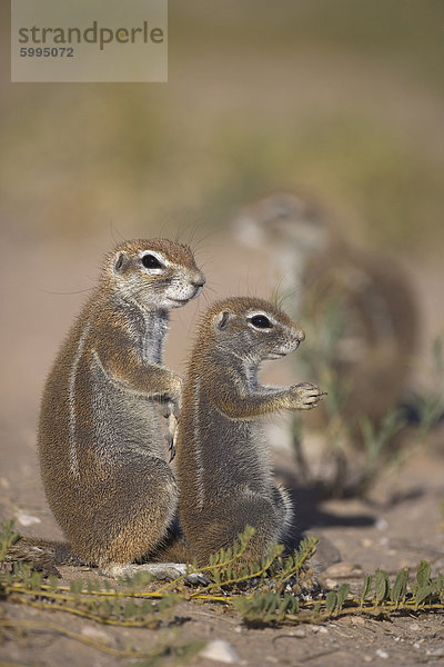 Borstenhörnchen (Xerus Inauris)  mit jungen  Kgalagadi-Transfrontier-Nationalpark  Northern Cape  Südafrika  Afrika