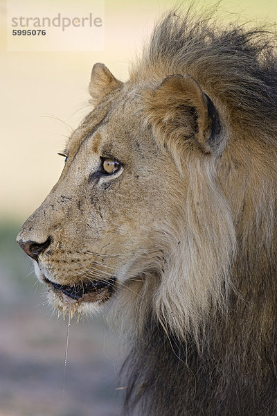 Löwe (Panthera Leo)  Kgalagadi-Transfrontier-Nationalpark  Northern Cape  Südafrika  Afrika