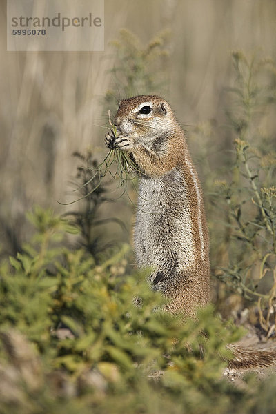 Borstenhörnchen (Xerus Inauris)  Kgalagadi-Transfrontier-Nationalpark  Northern Cape  Südafrika  Afrika