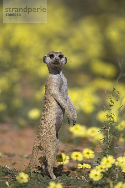 Erdmännchen (Suricata Suricatta)  unter des Teufels Dorn Blumen  Kgalagadi-Transfrontier-Nationalpark  Northern Cape  Südafrika  Afrika