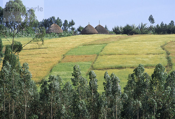 Felder auf dem Lande in das Land der Gourague  Hosana Region  Provinz Shoa  Äthiopien  Afrika