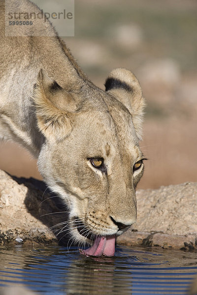 Löwin (Panthera Leo) trinken  Kgalagadi-Transfrontier-Nationalpark  Northern Cape  Südafrika  Afrika