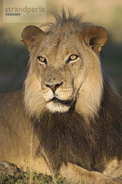 Löwe (Panthera Leo)  Kgalagadi-Transfrontier-Nationalpark  Northern Cape  Südafrika  Afrika