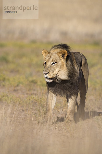 Löwe (Panthera Leo)  Kgalagadi-Transfrontier-Nationalpark  Northern Cape  Südafrika  Afrika