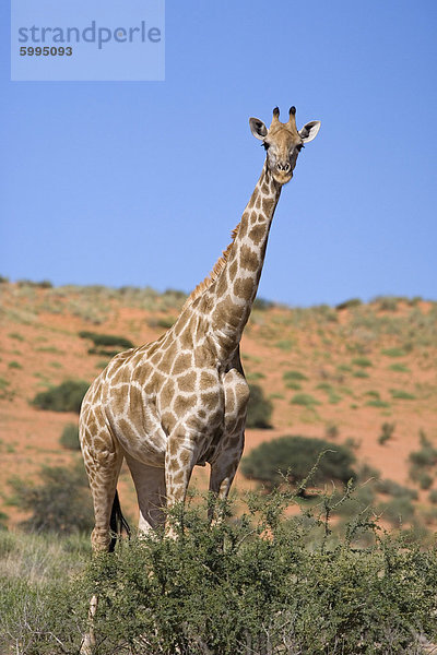 Giraffe (Giraffa Camelopardalis)  Kgalagadi-Transfrontier-Nationalpark  Northern Cape  Südafrika  Afrika