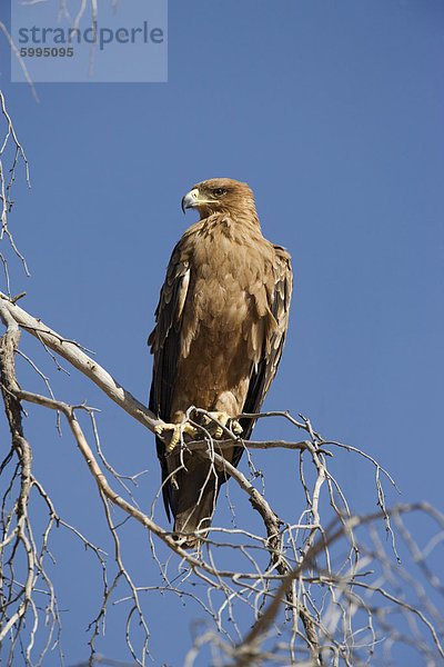 Raubadler (Aquila Rapax)  Kgalagadi-Transfrontier-Nationalpark  Northern Cape  Südafrika  Afrika