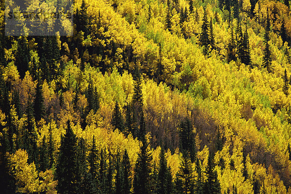 Herbstlaub  in der Nähe von Silverton  Colorado  Vereinigte Staaten von Amerika  Nordamerika