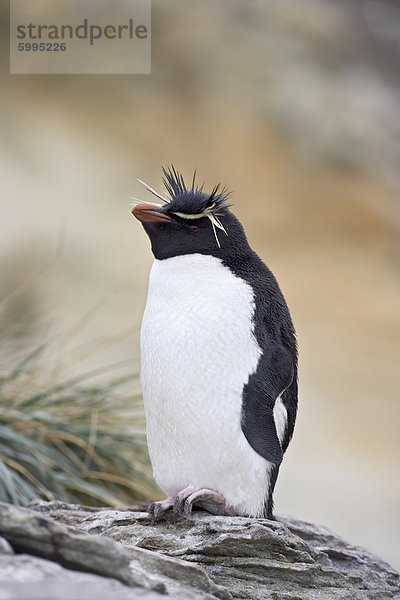 Pinguin Felsenpinguin (Eudyptes Chrysocome)  New Island (Falklandinseln)  Südamerika