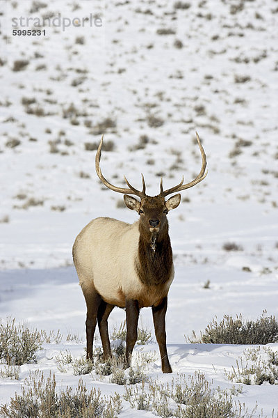 Stier Elche (Cervus Canadensis) in Schnee  Yellowstone Nationalpark  Wyoming  Vereinigte Staaten von Amerika  Nordamerika