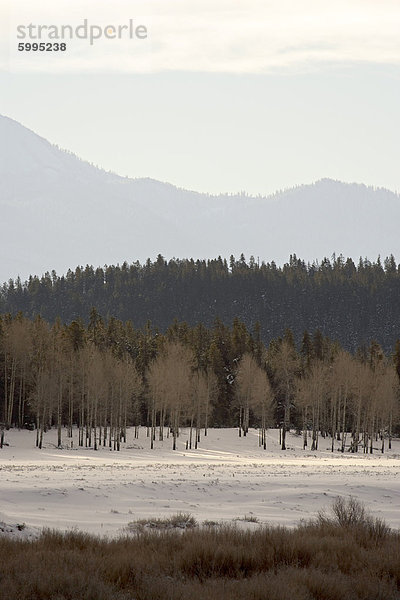 Gestapelt  Wald  Hügel und Ridge mit Schnee  Grand-Teton-Nationalpark  Wyoming  Vereinigte Staaten von Amerika  Nordamerika