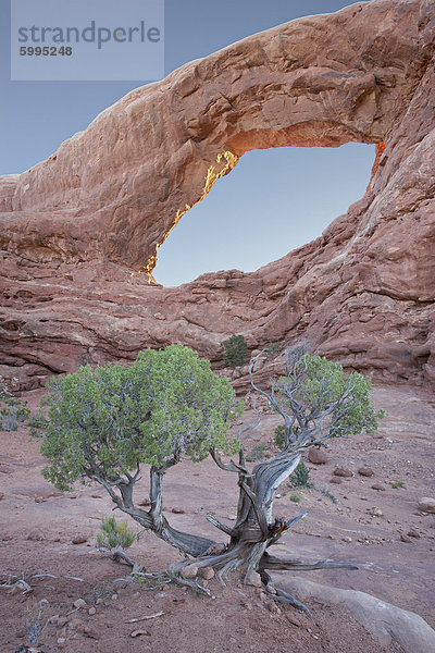 Süd-Fenster mit einem Wacholder  Zion Nationalpark  Utah  Vereinigte Staaten von Amerika  Nordamerika