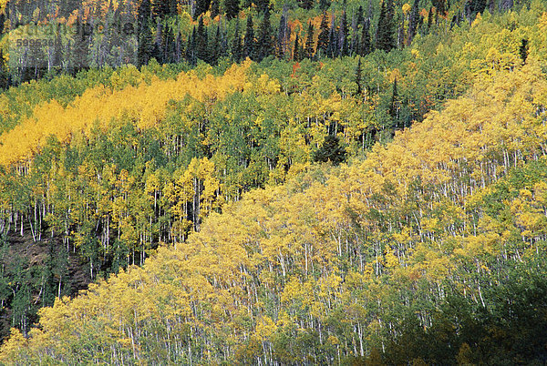 Espe Bäume im Herbst  San Juan Skyway  Colorado  Vereinigte Staaten von Amerika (U.S.A.)  Nordamerika