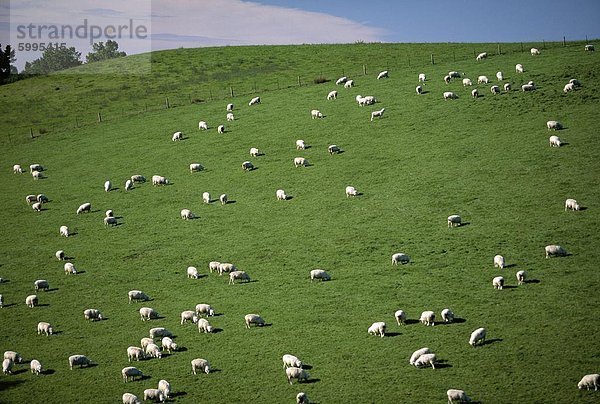 Schafe weiden auf tiefen in der Nähe von Geraldine am südwestlichen Ende des Canterbury Plains  Canterbury  Südinsel  Neuseeland  Pazifik