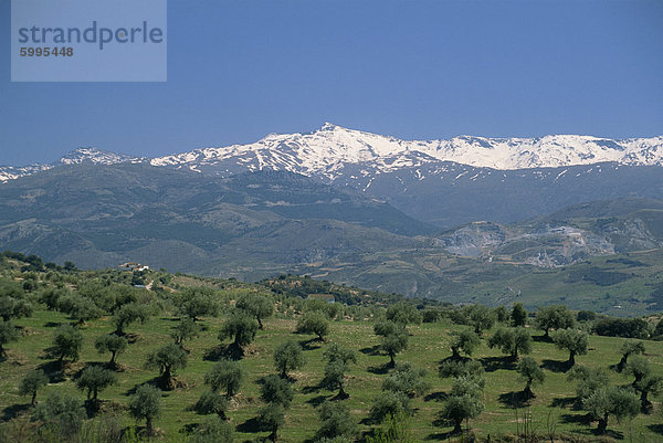 Olivenhaine mit schneebedeckten Sierra Nevada darüber hinaus  in der Nähe von Granada  Andalusien (Andalusien)  Spanien  Europa