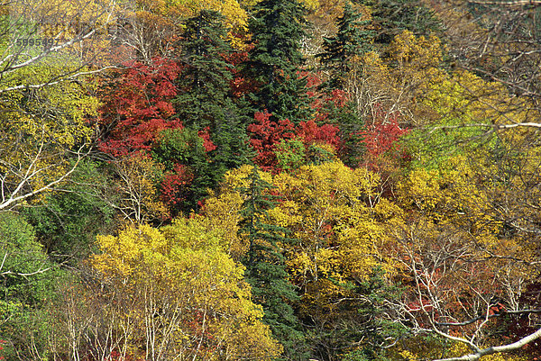 Herbst Laub  Hokkaido  Japan  Asien