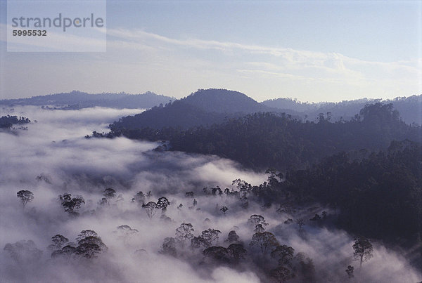 Dawn Nebel löschen über Jungfrau Dipterocarp Regenwald  höchste Seilbahnstütze der Welt  Danum Valley  Sabah  Insel Borneo  Malaysia  Südostasien  Asien