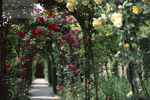 Bögen mit Rosen  bedeckt Generalife Gärten  Alhambra  UNESCO Weltkulturerbe  Granada  Andalusien (Andalusien)  Spanien  Europa