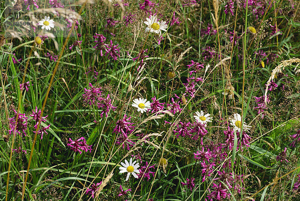 Wilde Blumen gedeihen in einem alten Wiese  im August  in Devon  England