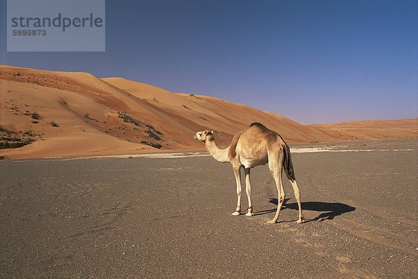 Kamel in der Wüste Wahiba Sands  Sharqiyah Region  Oman  Mittlerer Osten