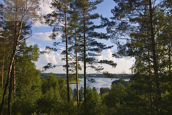 See hinter Bäume im Nationalpark Aukstaitija  Litauen  Baltikum  Europa
